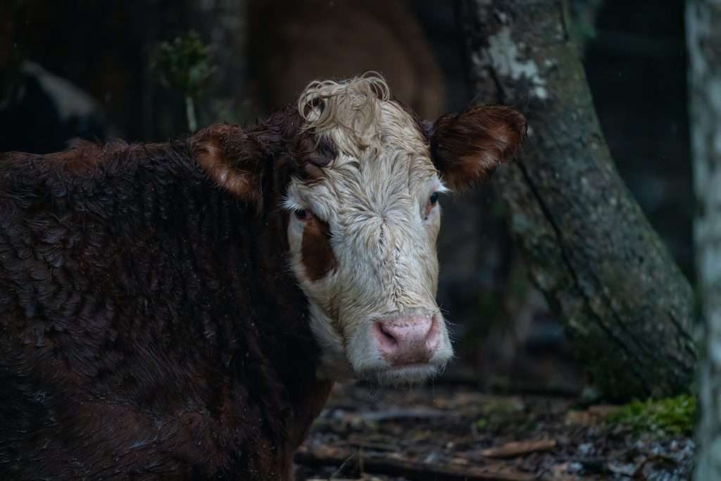 Animal welfare can be thought of as a serious climate issue with links to the UN SDGs.