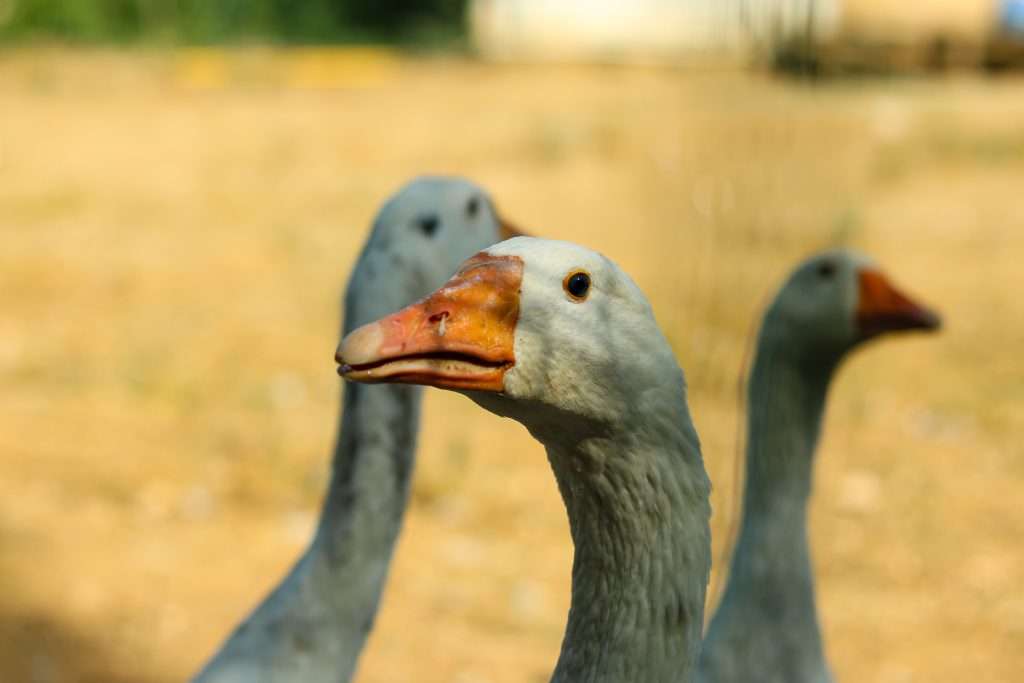 Animal welfare laws may require an overhaul to agriculture and other sectors.