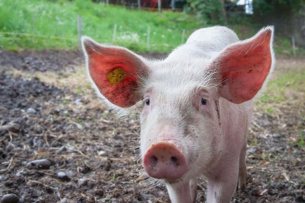 The environmental impact of animal agriculture is massive and needs to be mitigated as soon as possible.