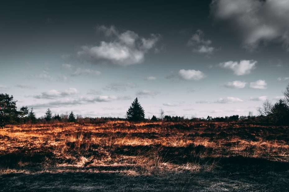 What are the impacts of deforestation on the climate and human wellbeing?