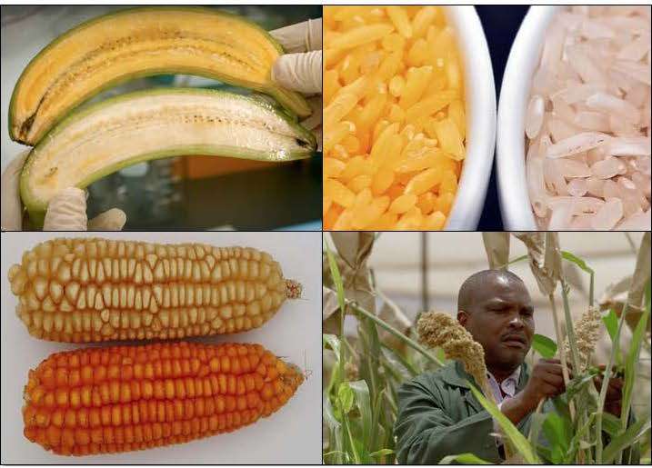 Unfairly demonised GMO crops can help fight malnutrition by utilising biotechnology.