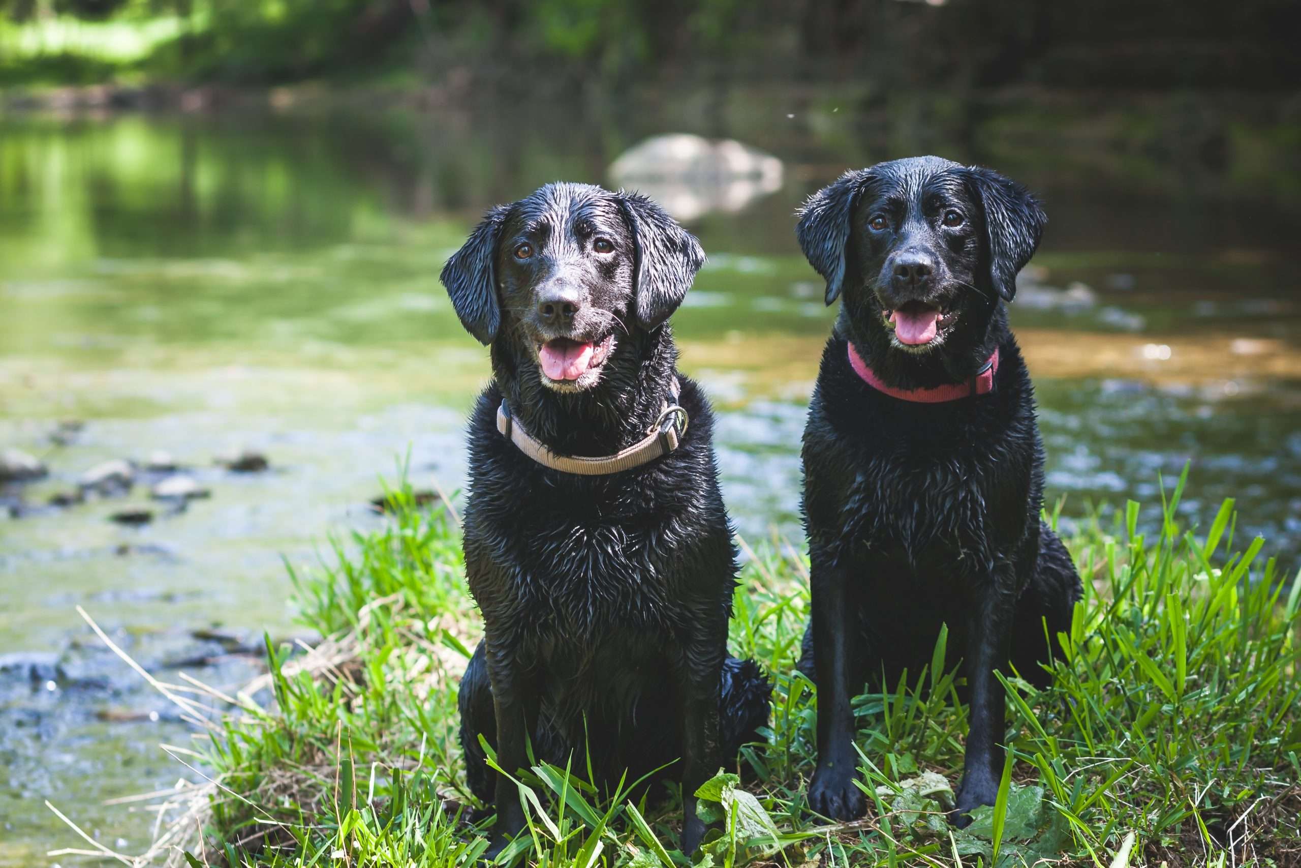 Better animal welfare laws link to investing in mental health holistically.