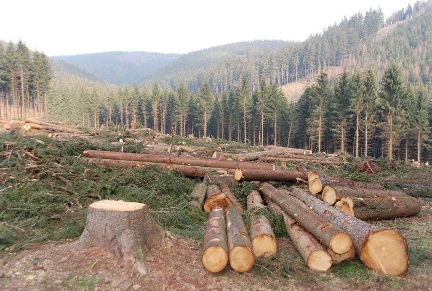 Loggers, some of them acting illegally, also build roads to access more and more remote forests—which leads to further the cost of deforestation.