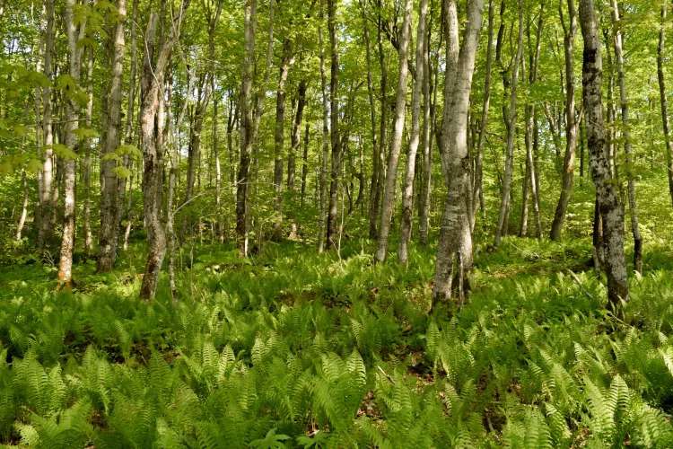 Environments that contain natural elements (such as forests, parks, and gardens) exponentially stimulate human health and well-being.
