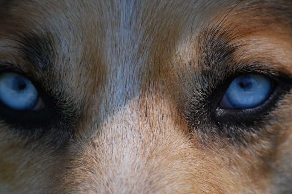 Ecosystem restoration and reintroducing wolves: an interesting topic!