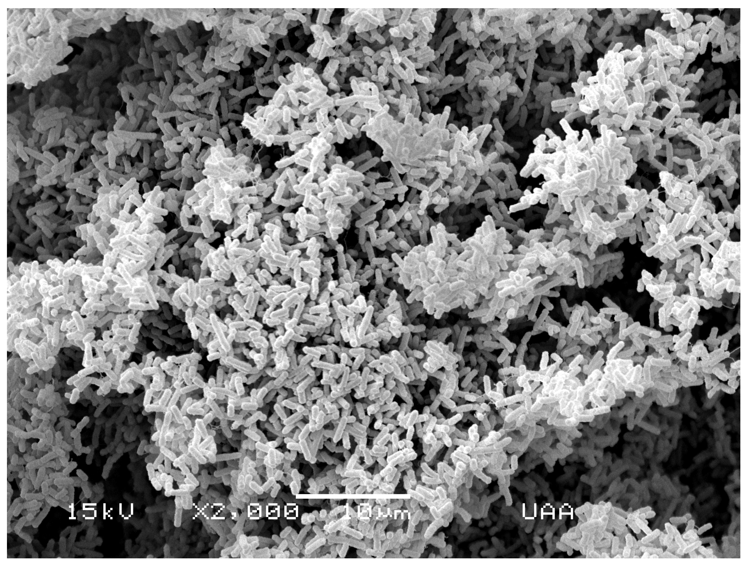 Scanning electron micrograph of E. coli isolated from river water, part of the mitigation of microbiological safety.