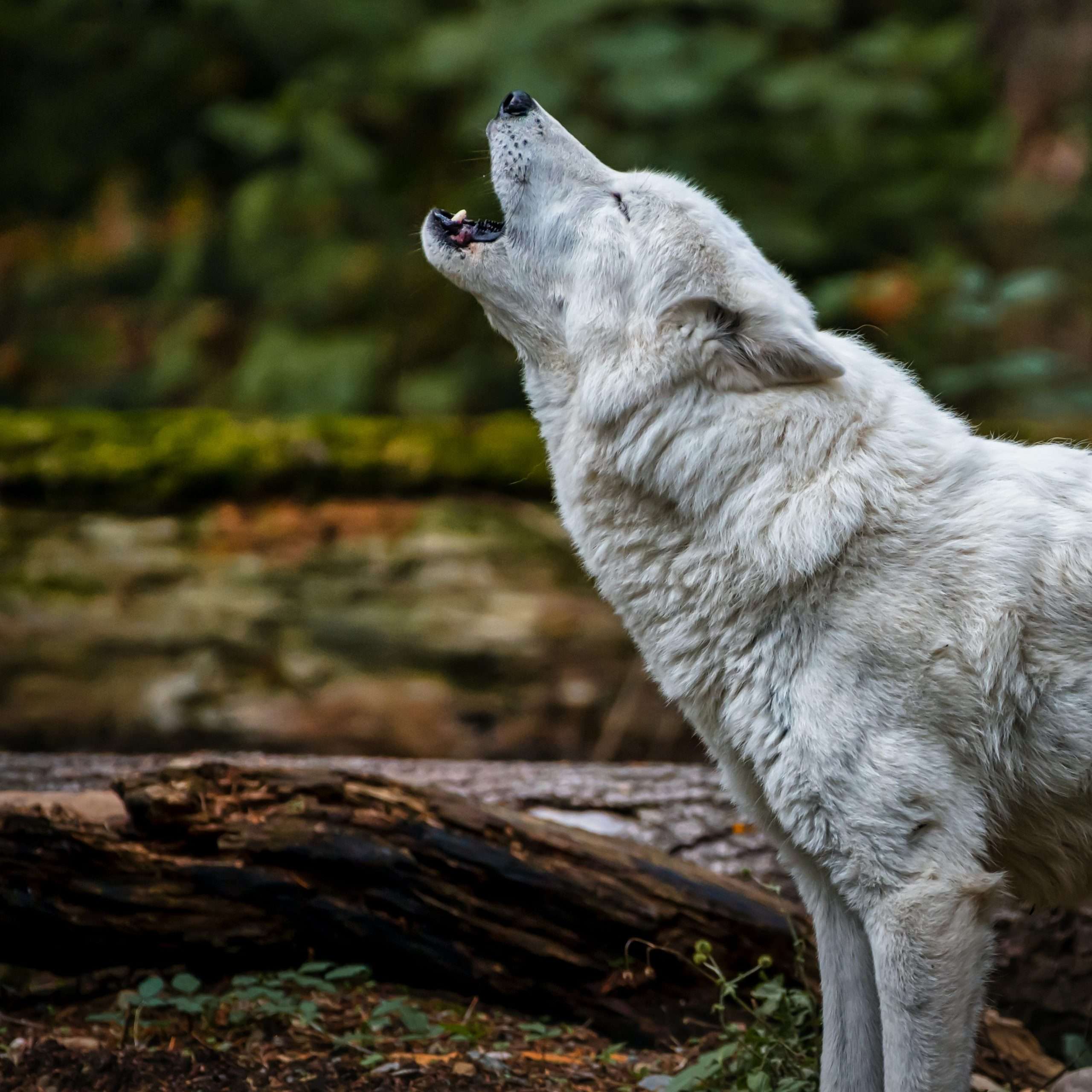 Reintroduction involves the deliberate release of a species into its native habitat from which it had previously disappeared or drastically declined.