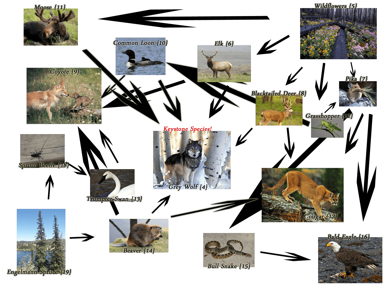 Cohesion between Yellowstone National Park, greater Yellowstone ecosystem, and Yellowstone wolf reintroduction.