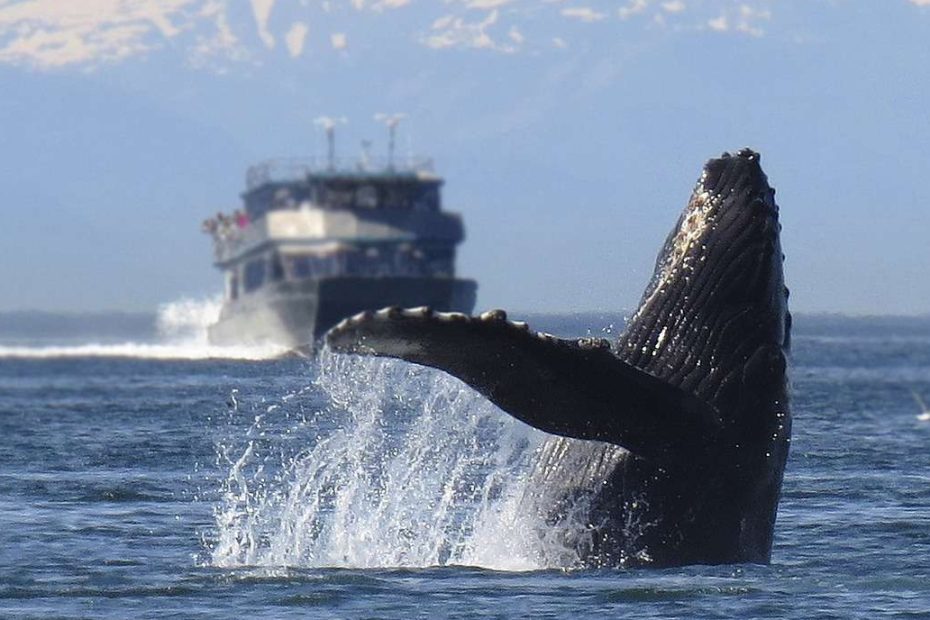 Whaling laws need to be tightened to stop commercial whaling
