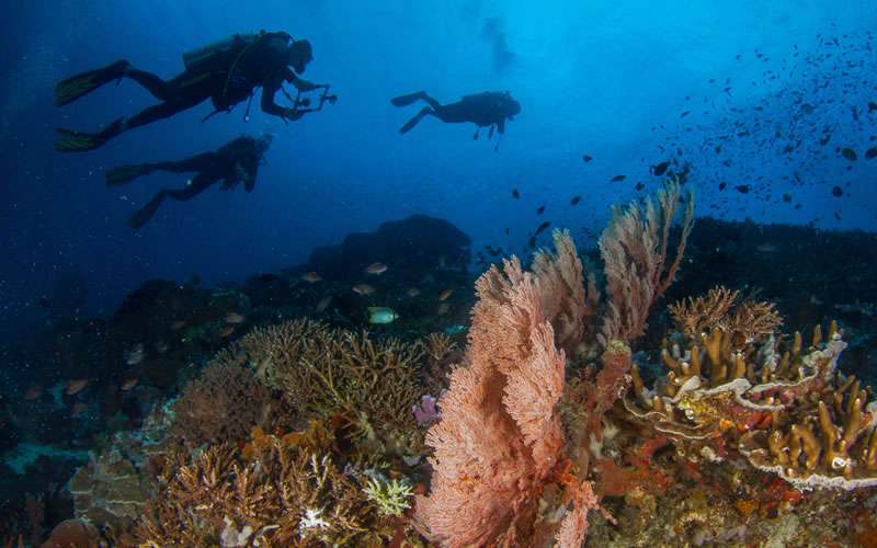 How Does Tourism Affect Coral Reefs? Unfortunately, our love affair with coral reefs is causing them to be “loved to death”.