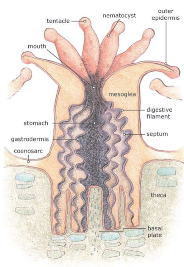 Polyps up close.