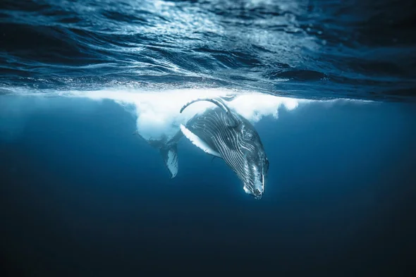 Humpback whales and other baleen whales are the largest creatures on Earth, yet they eat some of the smallest prey in the oceans.