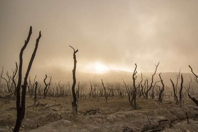 Uncontrolled human actions are accelerating extinction and shifting Earth's ecosystem towards a dead end.