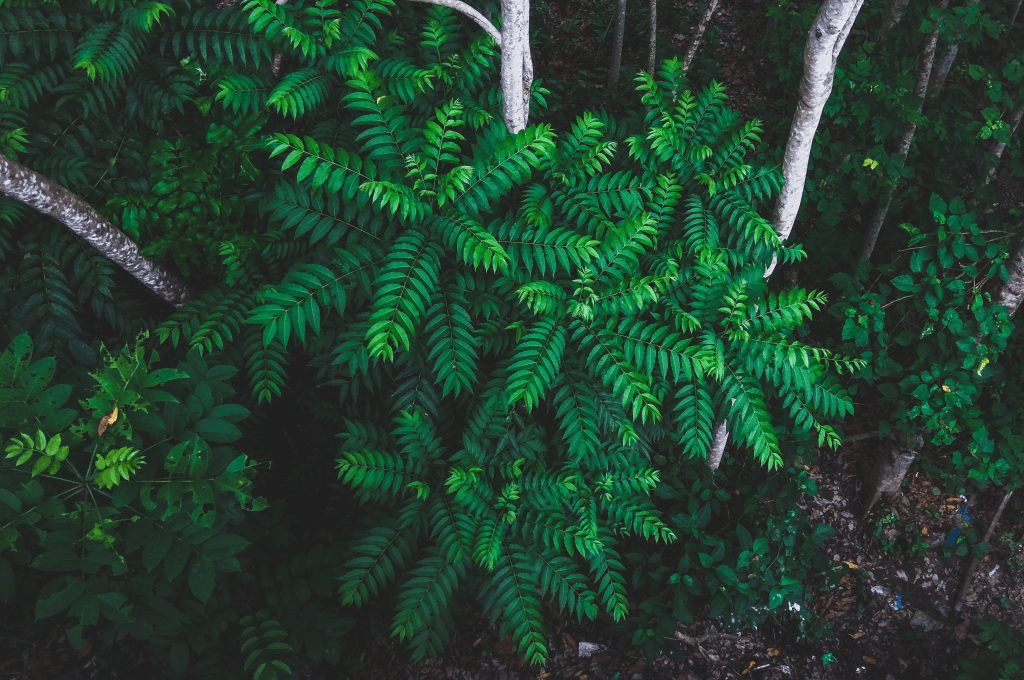 Strong sustainability is crucial to preventing biodiversity loss.