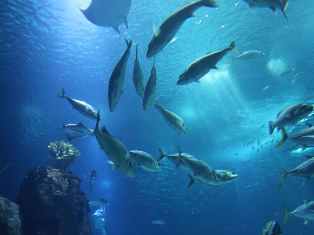 Aquatic resources are not infinite, and the oceanic economy will suffer further if action is not taken soon.
