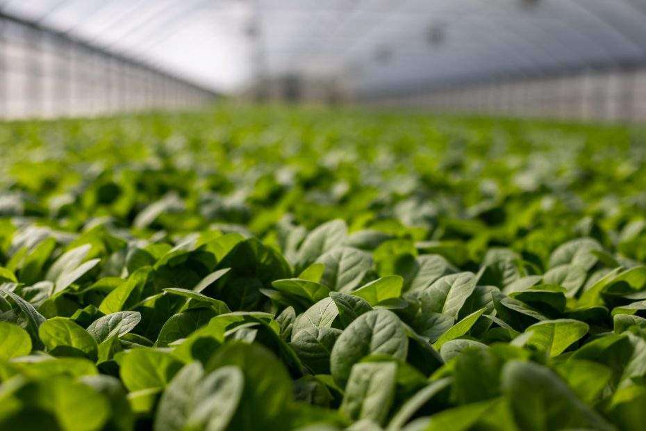 The solution to world hunger: GM crops