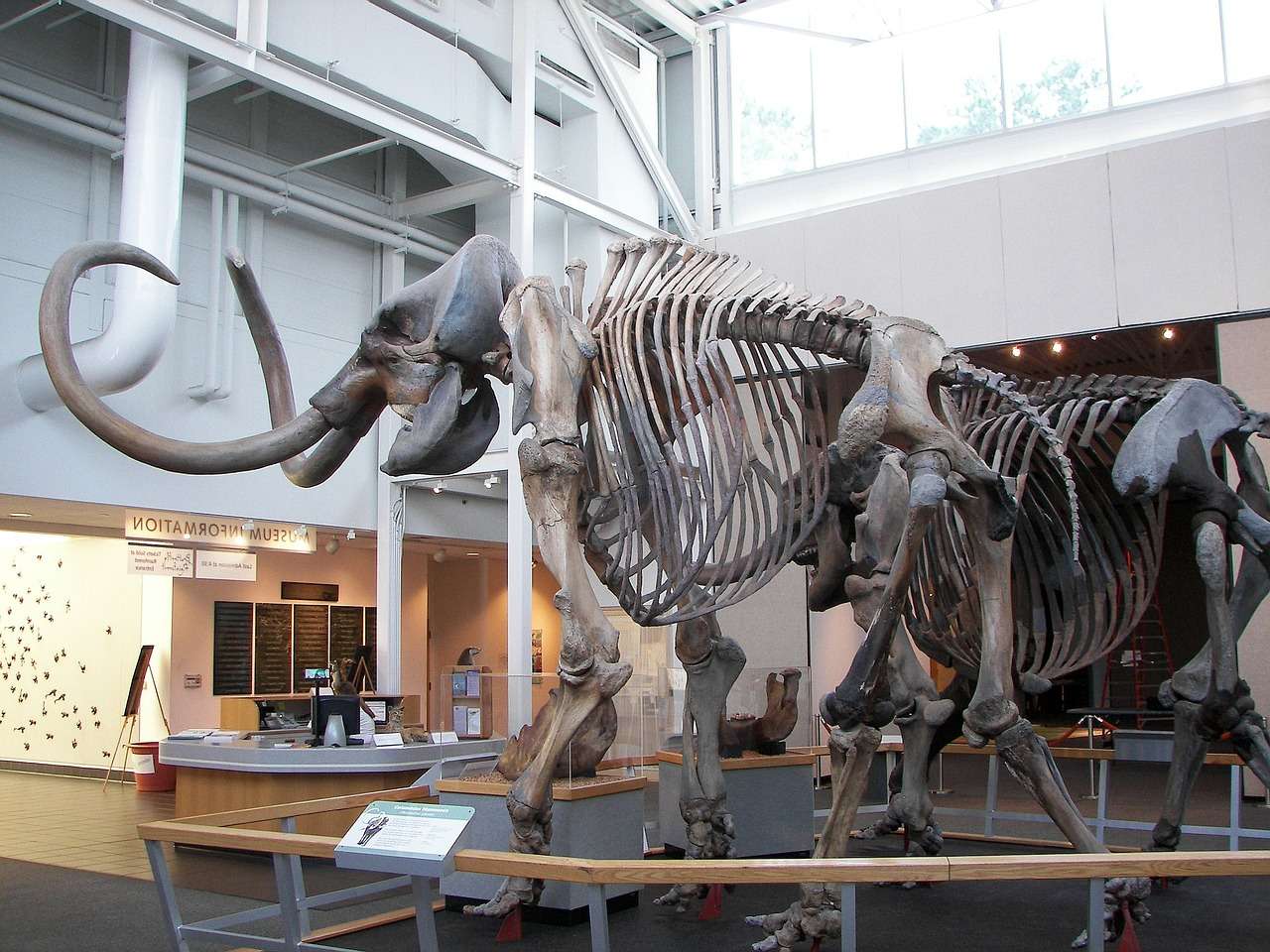 The prehistoric Wooly Mammoth.