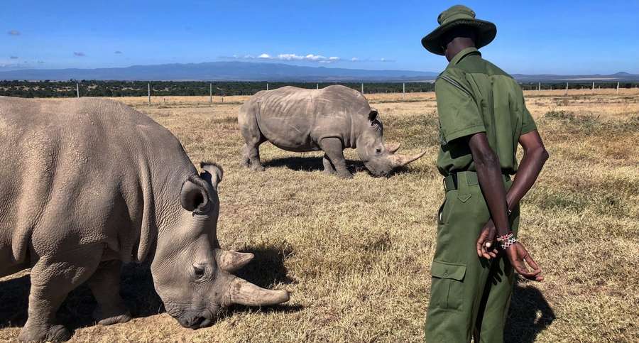 Rhino conservation efforts are just one example of the battle to protect biodiversity.