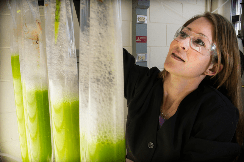 Plant-based fuels Postdoctoral Researcher Brenna Black obtains samples from photobioreactor bags.