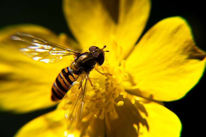 Without bees there can be no Thriving planet.