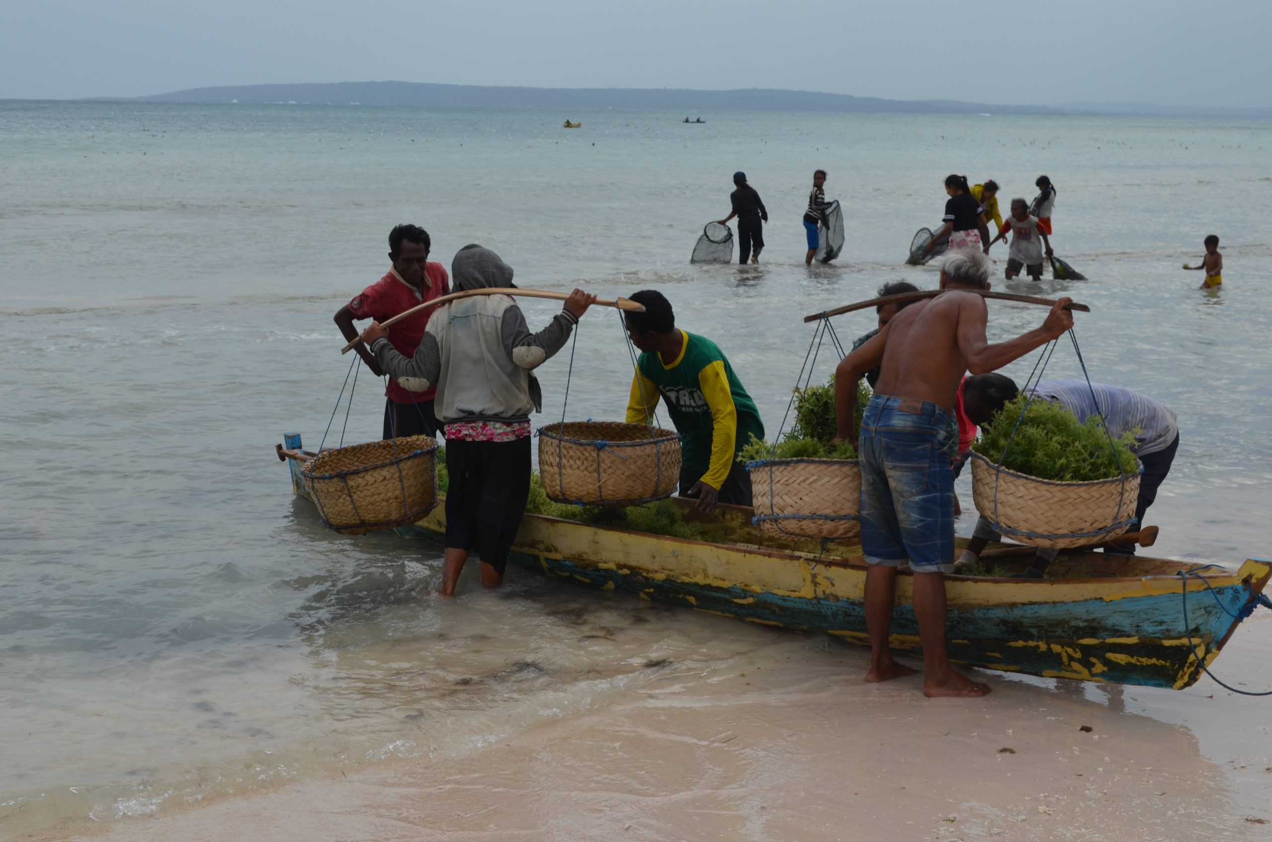 The seaweed farming industry has grown in recent years.