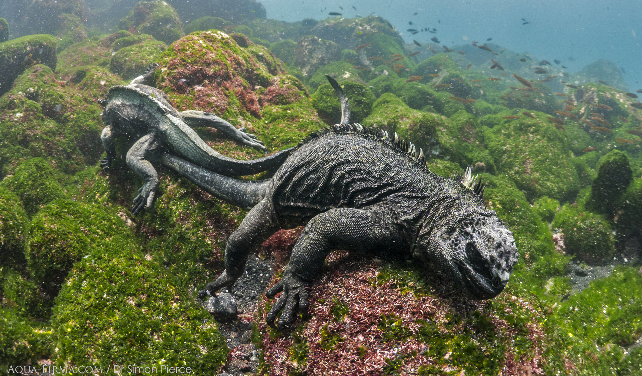 The Galapagos Islands are an example of a heavily protected and well-regulated area of ocean.