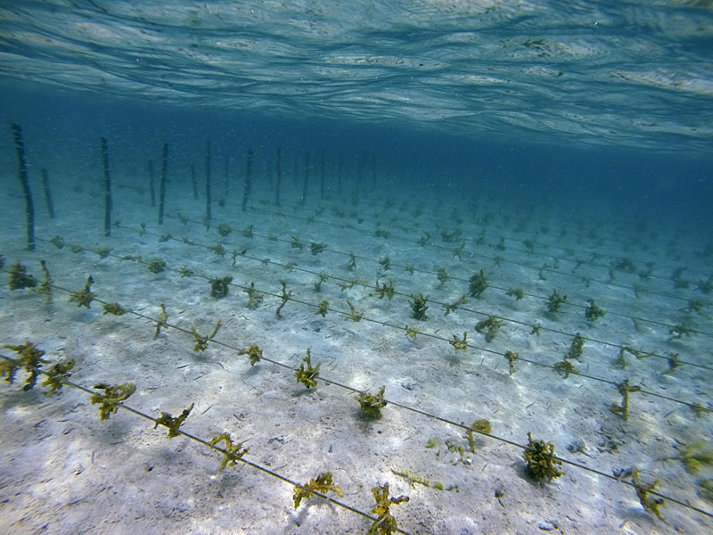 Longline culture is one of several seaweed farming methods.