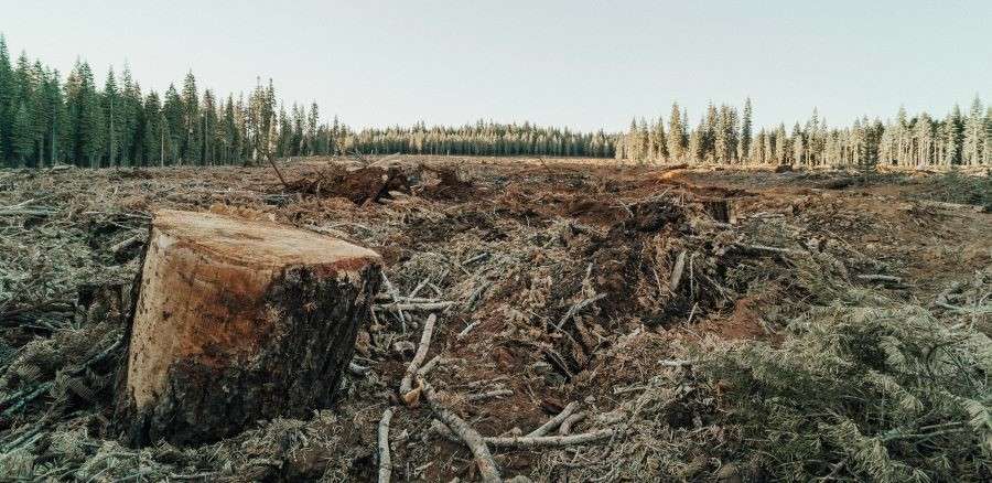 land clearance in queensland - deforested area