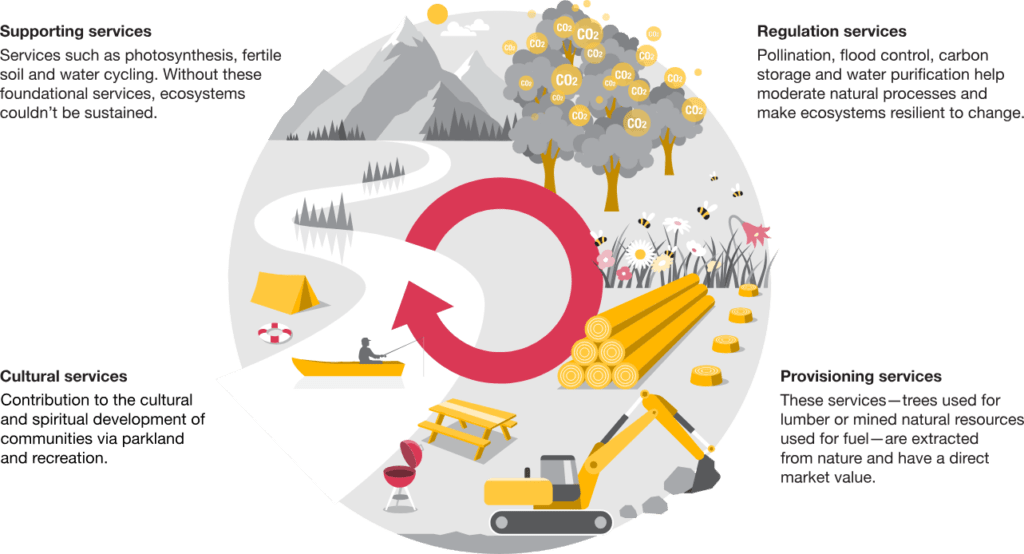 Business and biodiversity are inseparable. Many businesses rely on key ecosystem services that are provided by biodiversity.